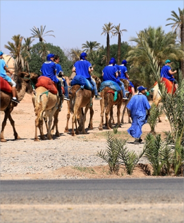 COMBINED BUGGY CAMEL MARRAKECH PALM GROVE