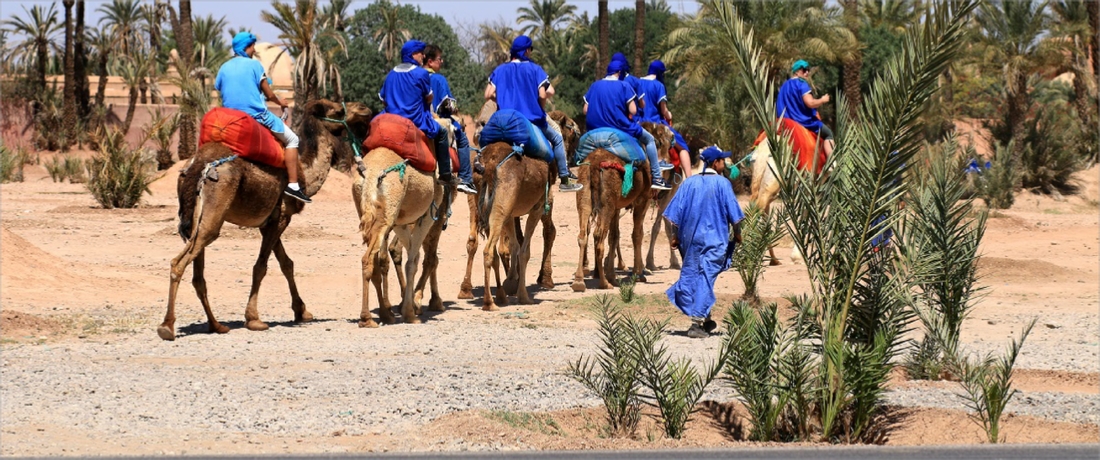 COMBINED BUGGY CAMEL MARRAKECH PALM GROVE