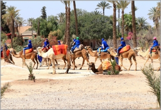 COMBINED BUGGY CAMEL MARRAKECH PALM GROVE