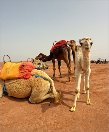 Combined Quad Ride and Camel Ride in Marrakech Palm Grove Oases