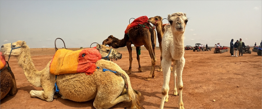 Combined Quad Ride and Camel Ride in Marrakech Palm Grove Oases