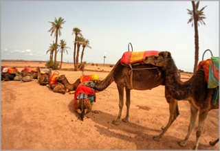 Combined Quad Ride and Camel Ride in Marrakech