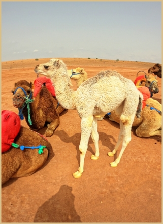 Stay Safe While Quad Biking, Buggy Riding, and Camel Riding in Marrakech Palmieries and Agafay Desert