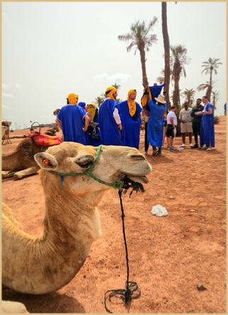 Frequently Asked Questions (FAQ) for Quad Biking, Buggy and Camel Ride in Marrakech