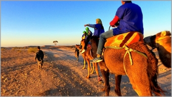 Quad and Buggy Rides and Camel Rides in Marrakech