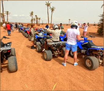 COMBINED QUAD CAMEL MARRAKECH PALM GROVE